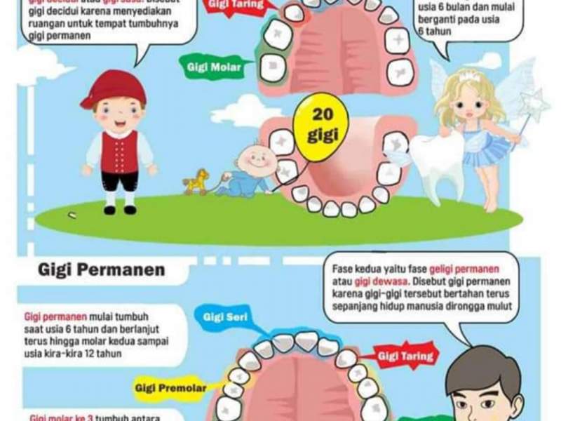 Kenali Macam-Macam Gigi 